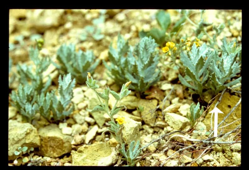 Photo of Senecio ertterae