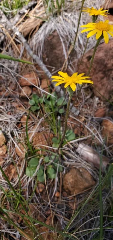 Photo of Packera hesperia