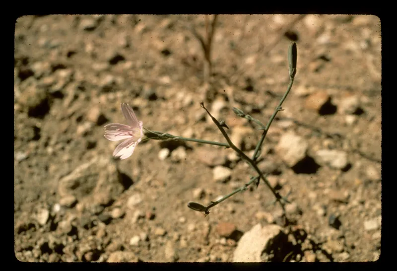 Photo of Stephanomeria malheurensis