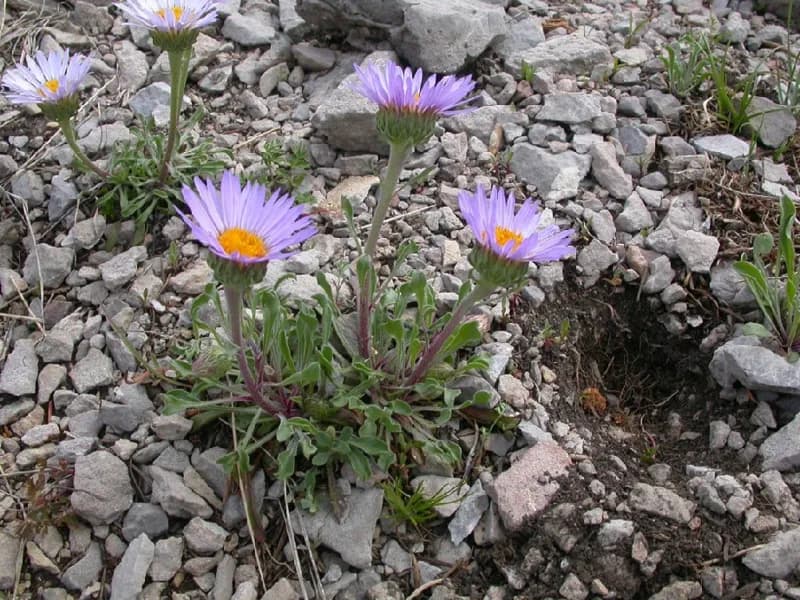Photo of Townsendia parryi