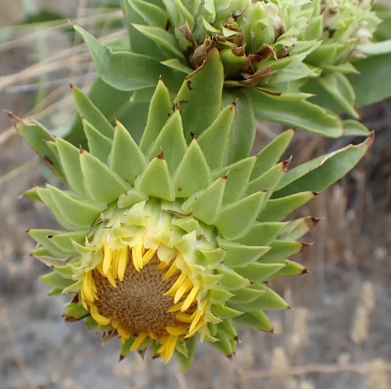Photo of Pyrrocoma radiata