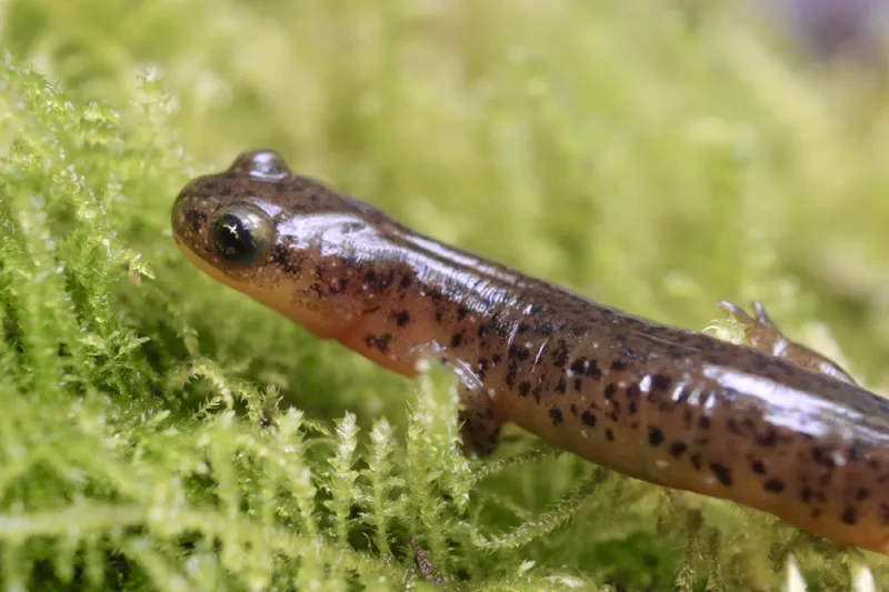 Photo of Rhyacotriton cascadae