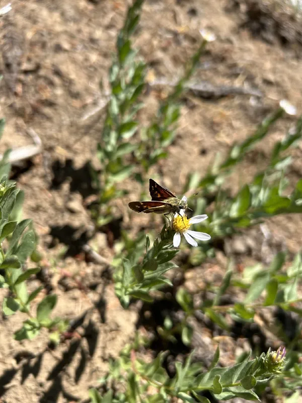 Photo of Doellingeria gormanii