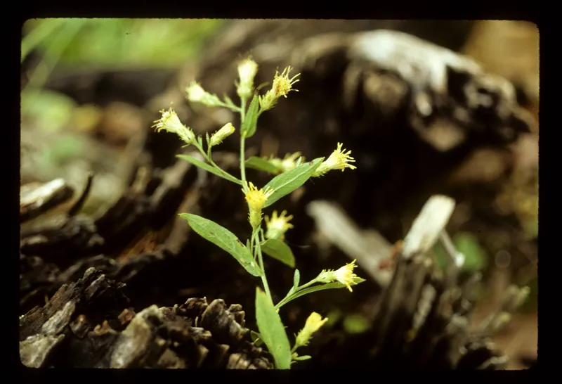 Photo of Doellingeria vialis
