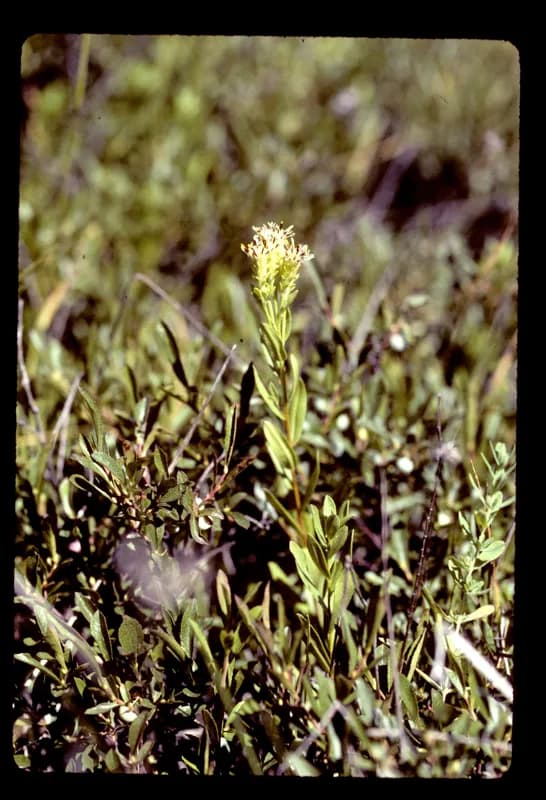 Photo of Sericocarpus rigidus