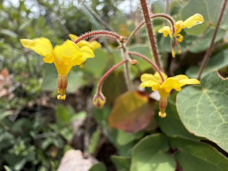 Photo of Vancouveria chrysantha