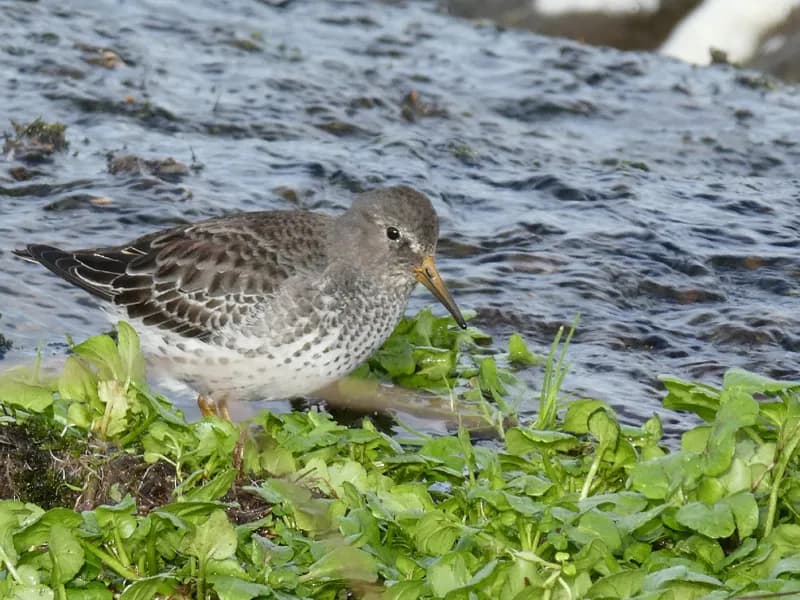 Photo of Calidris ptilocnemis