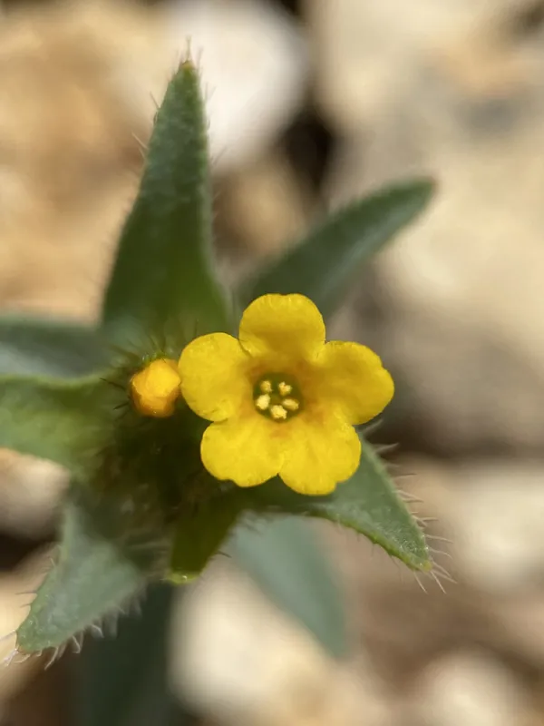 Photo of Amsinckia carinata