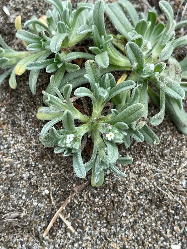 Photo of Cryptantha leiocarpa