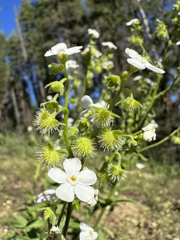 Photo of Hackelia cronquistii
