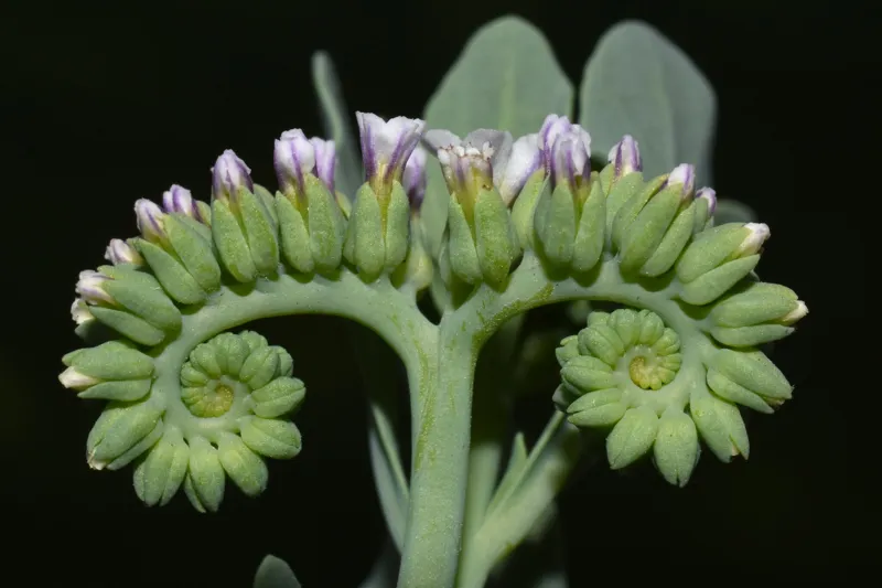 Photo of Heliotropium curassavicum