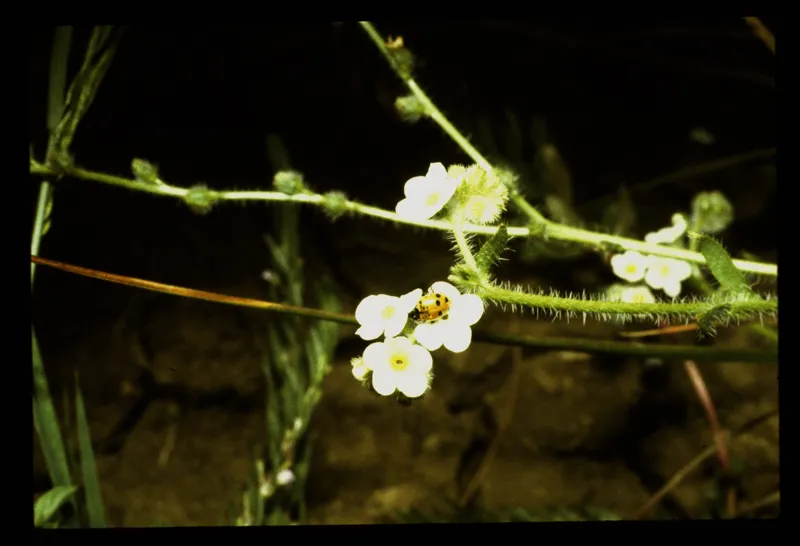 Photo of Plagiobothrys hirtus