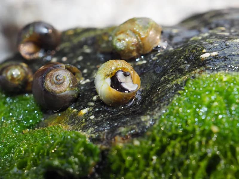 Photo of Fluminicola fuscus