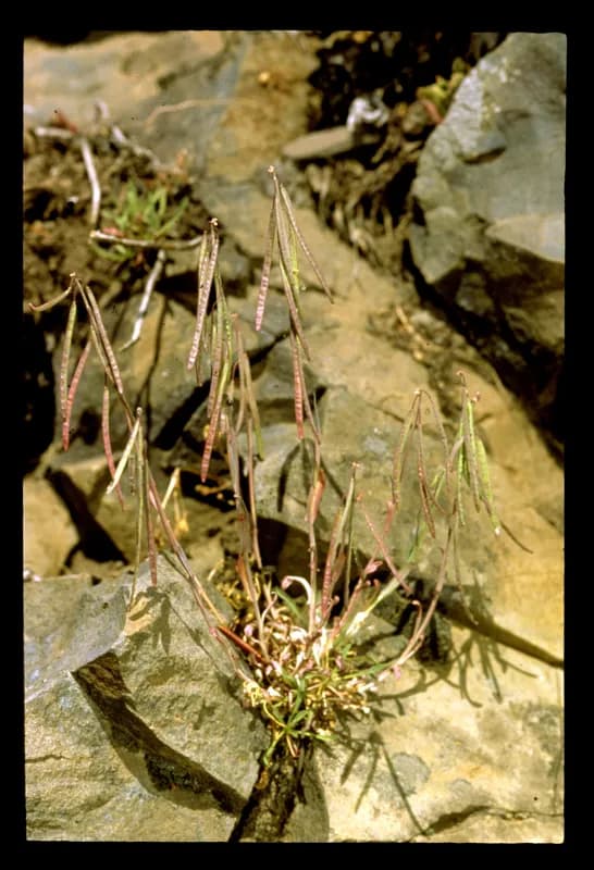 Photo of Boechera hastatula