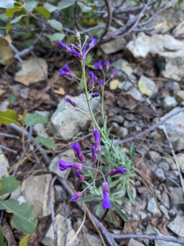 Photo of Arabis koehleri var. koehleri