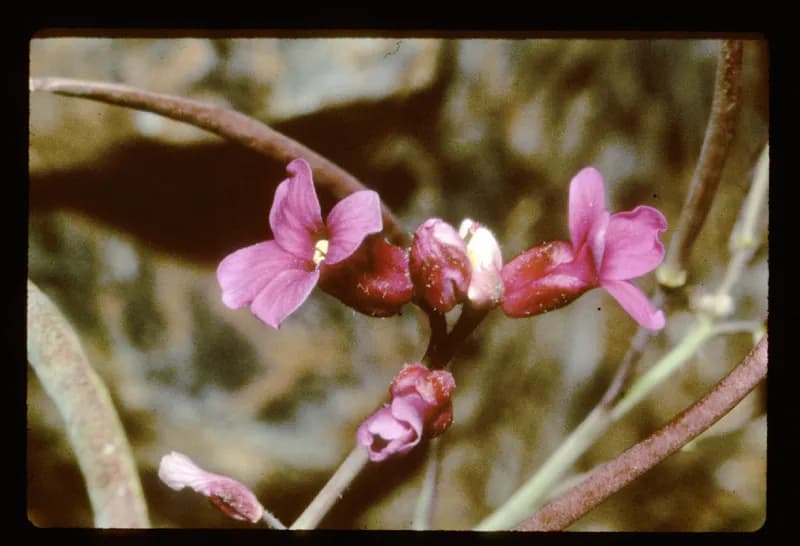 Photo of Arabis koehleri var. stipitata