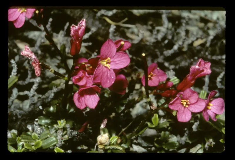 Photo of Arabis mcdonaldiana