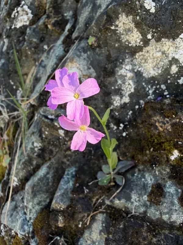 Photo of Arabis modesta