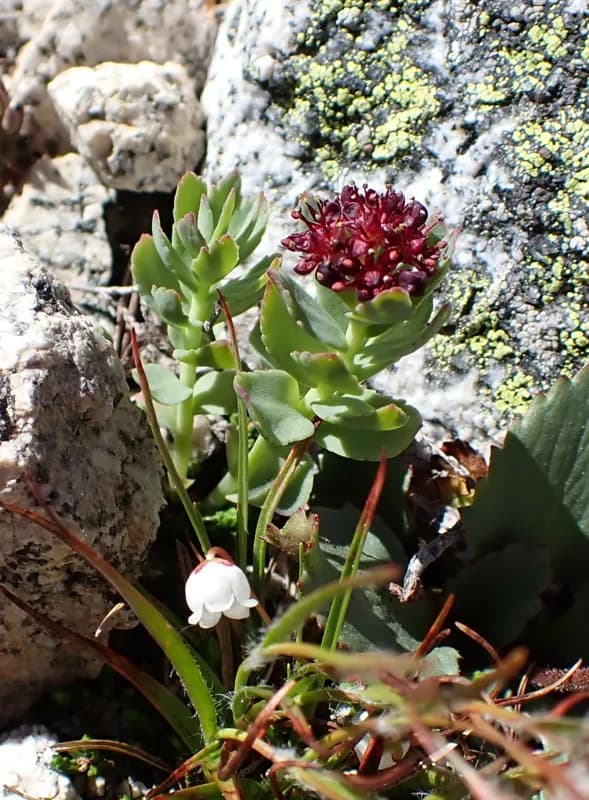 Photo of Rhodiola integrifolia ssp. integrifolia