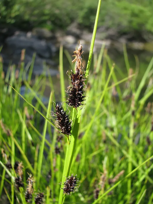 Photo of Carex saxatilis