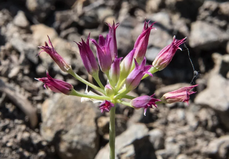 Photo of Allium bolanderi var. bolanderi