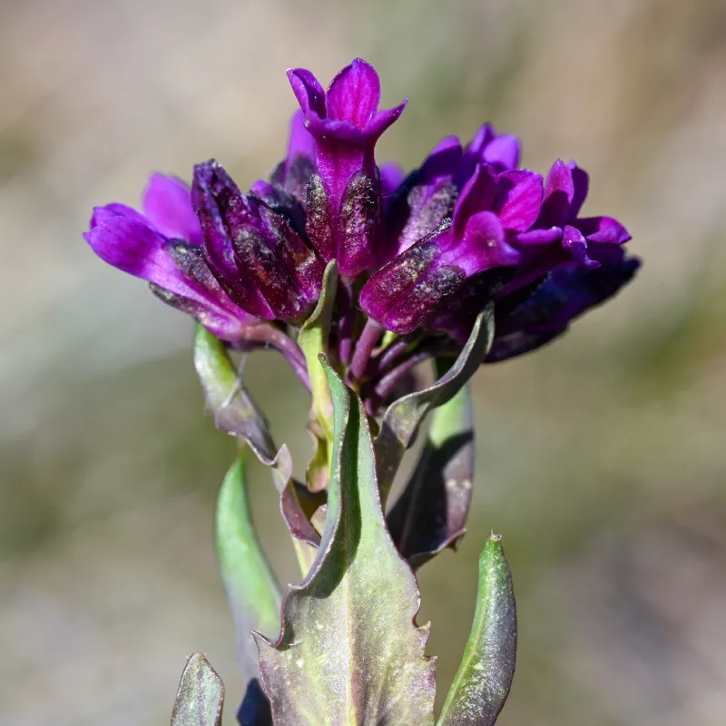 Photo of Boechera atrorubens