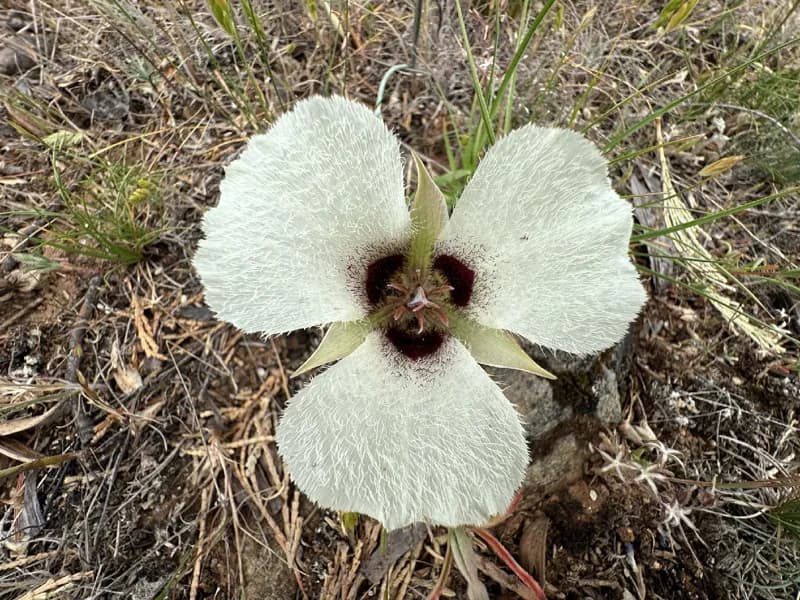 Photo of Calochortus umpquaensis ssp. confertus