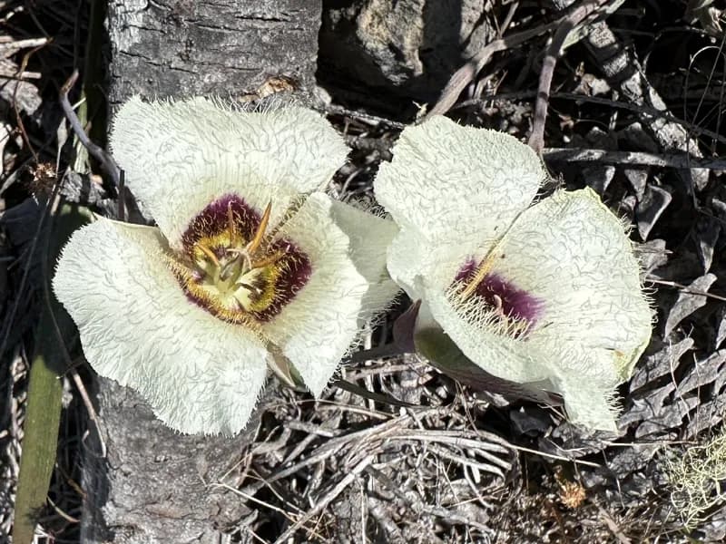 Photo of Calochortus umpquaensis ssp. flavicomus