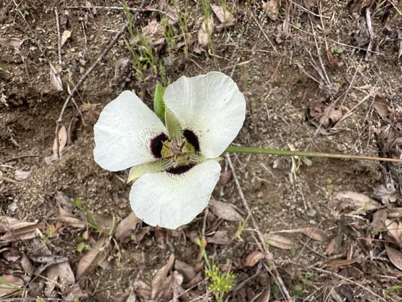 Photo of Calochortus umpquaensis ssp. umpquaensis