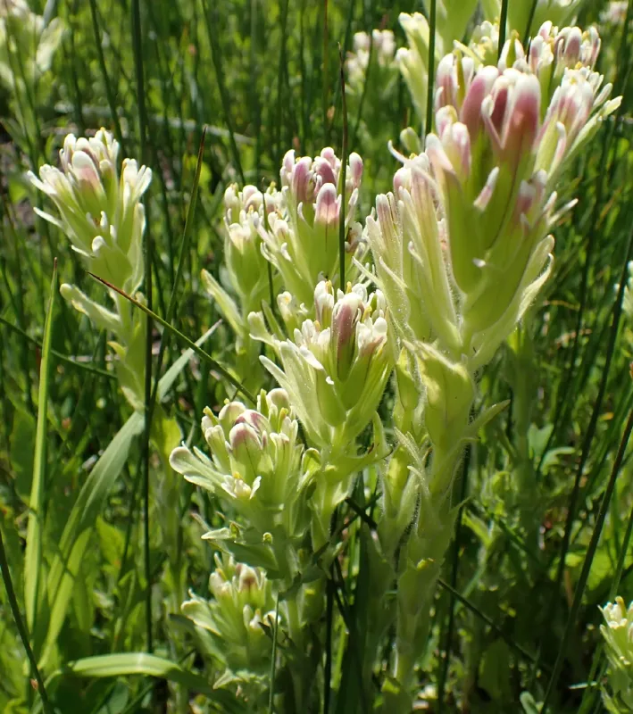 Photo of Castilleja lutea