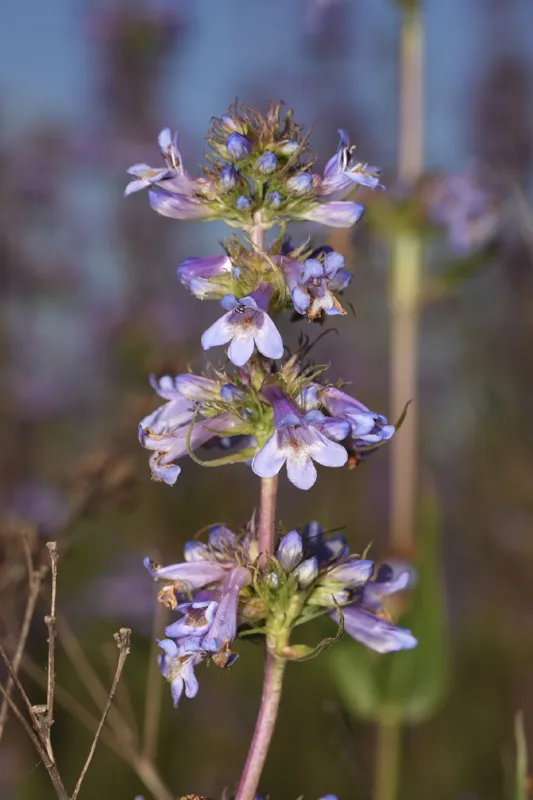 Photo of Penstemon hesperius
