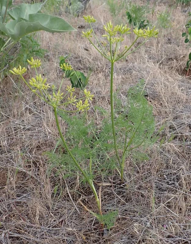 Photo of Lomatium filicinum