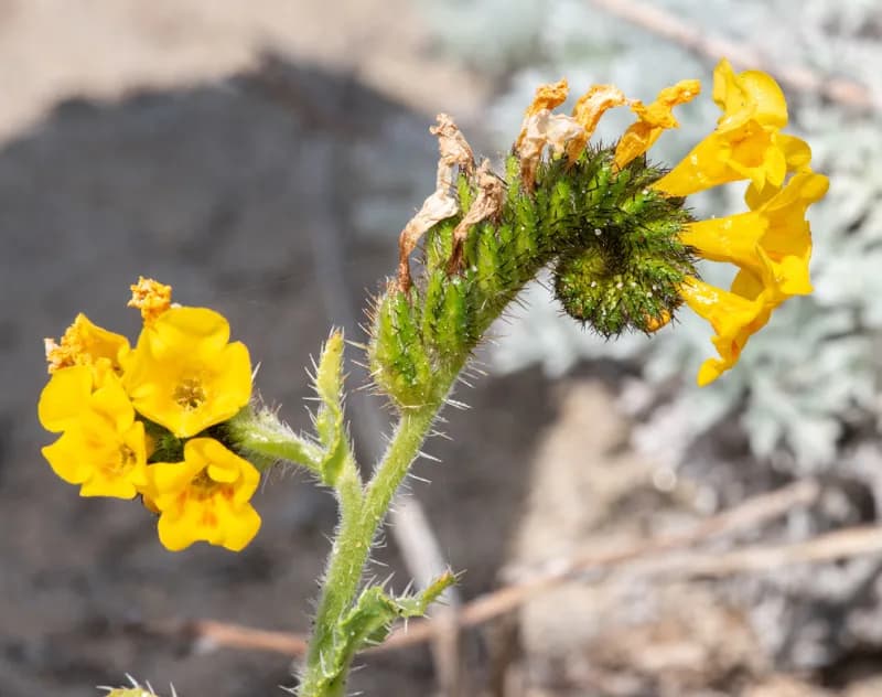 Photo of Amsinckia spectabilis var. spectabilis