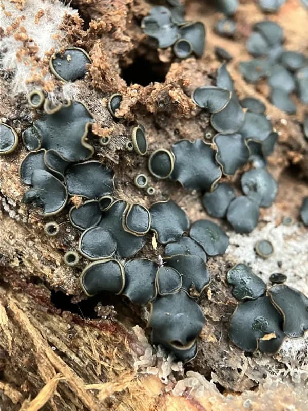 Photo of Catinella olivacea