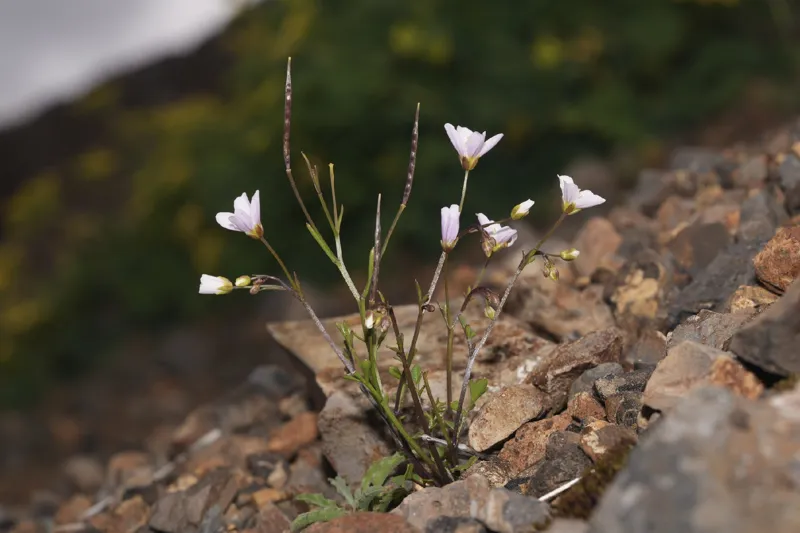 Photo of Cardamine pattersonii