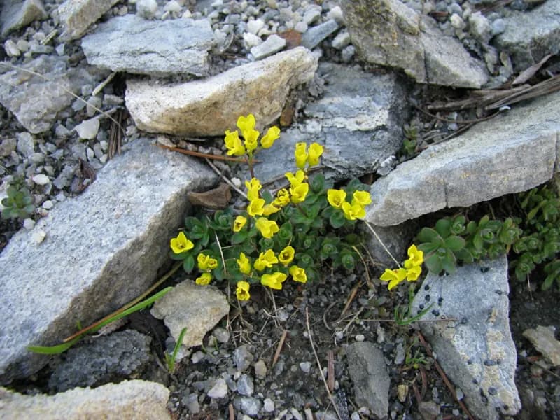 Photo of Draba cyclomorpha