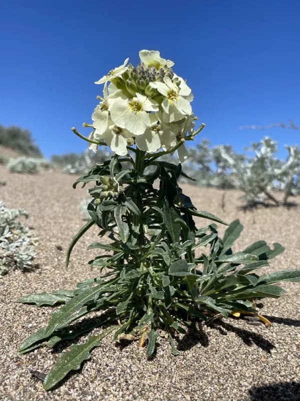 Photo of Erysimum concinnum