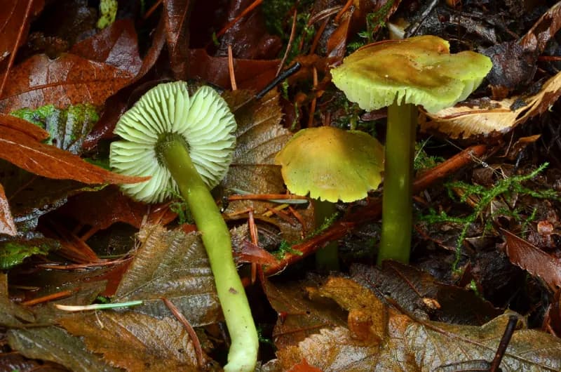 Photo of Hygrocybe virescens