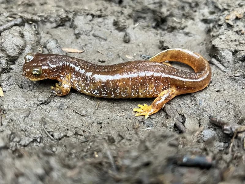Photo of Rhyacotriton kezeri