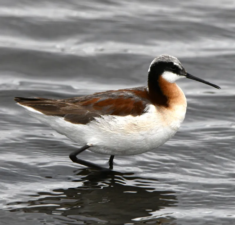 Photo of Phalaropus tricolor