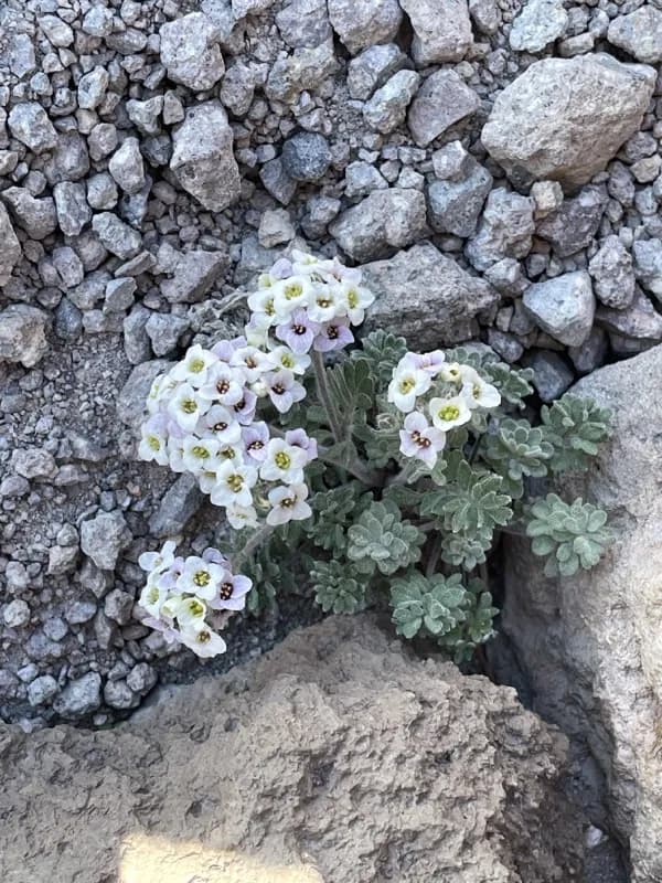 Photo of Smelowskia ovalis