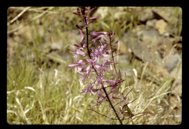 Photo of Thelypodium eucosmum
