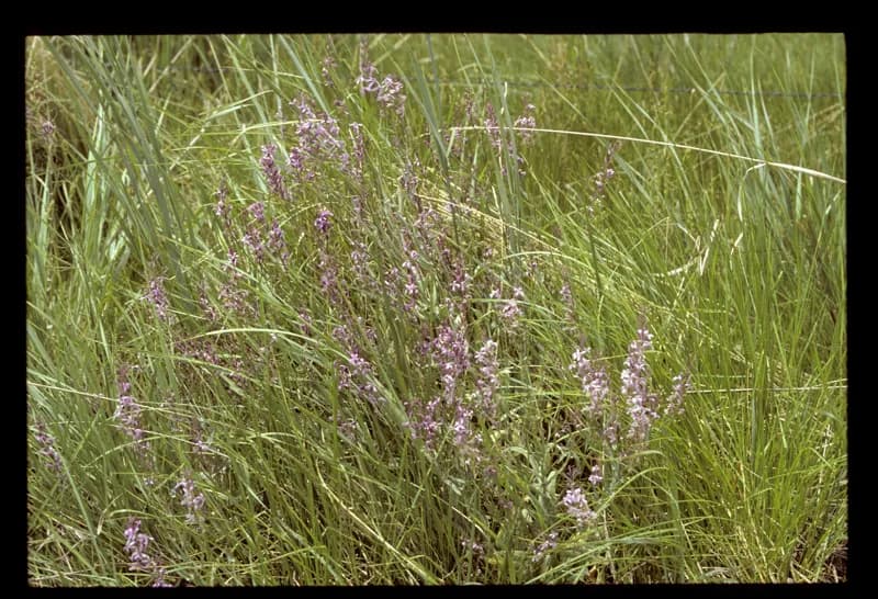 Photo of Thelypodium howellii ssp. spectabilis
