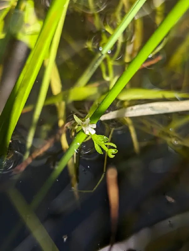 Photo of Howellia aquatilis