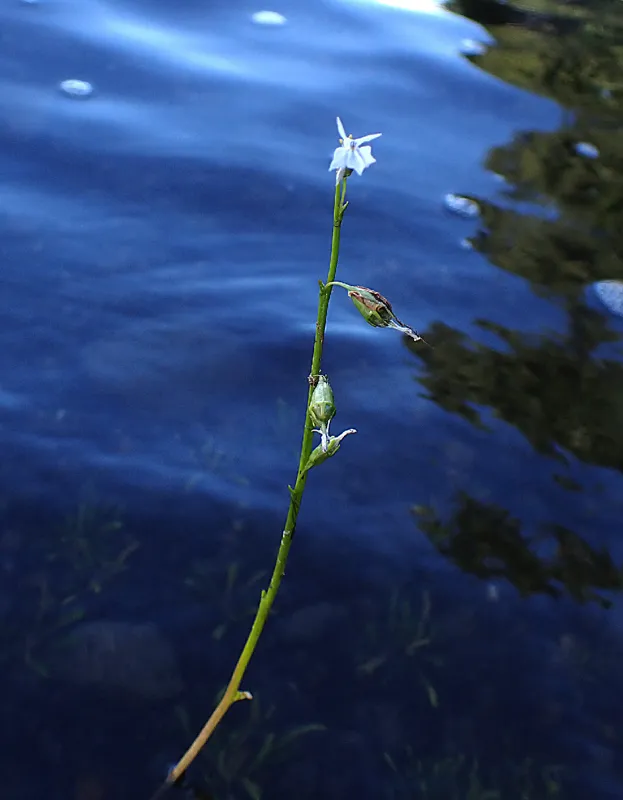 Photo of Lobelia dortmanna