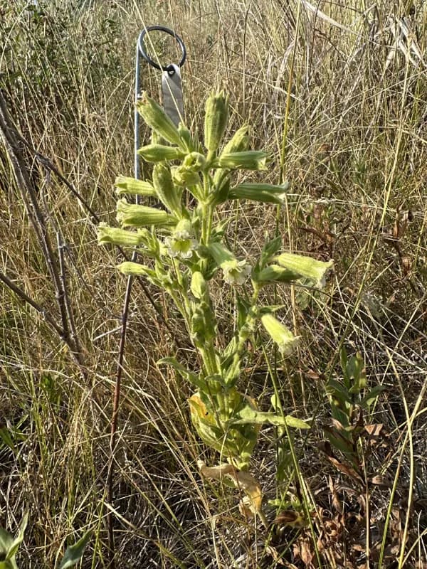 Photo of Silene spaldingii