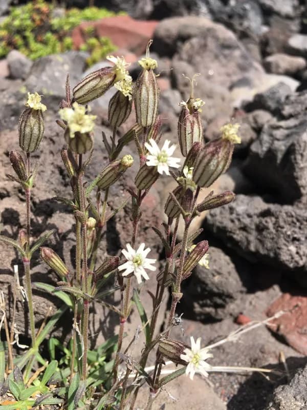 Photo of Silene suksdorfii