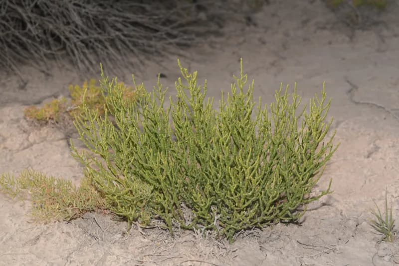 Photo of Allenrolfea occidentalis