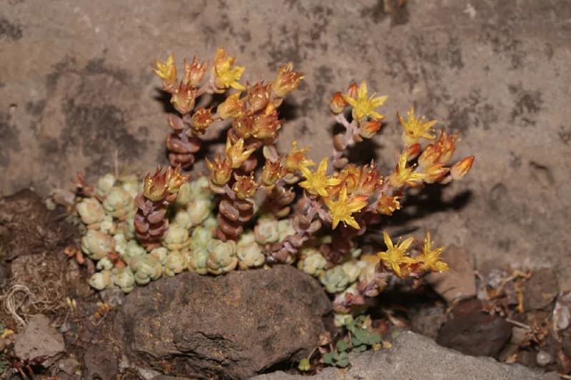Photo of Sedum debile