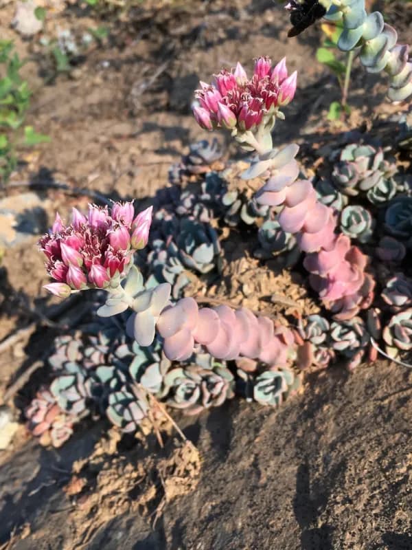 Photo of Sedum laxum ssp. heckneri